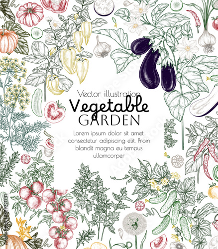 Vector vegetable garden frame. Vegetables and greens. Tomatoes, cucumbers, eggplant, garlic, pumpkin, dill, rosemary, parsley, pepper, chili pepper