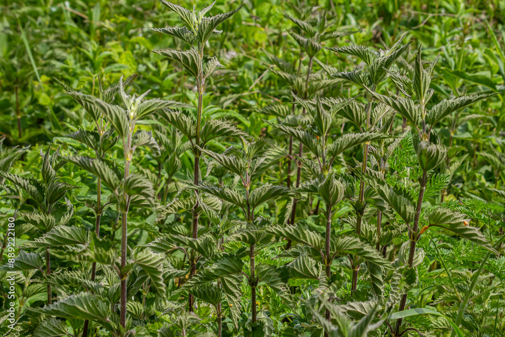 Urtica dioica or stinging nettle, in the garden. Stinging nettle, a medicinal plant that is used as a bleeding, diuretic, antipyretic, wound healing, antirheumatic agent Urtica dioica or stinging nettle, in the garden. Stinging nettle, a medicinal plant that is used as a bleeding, diuretic, antipyretic, wound healing, antirheumatic agent