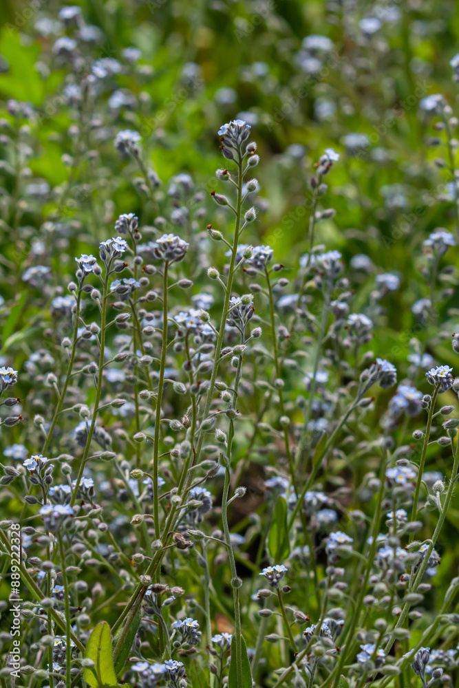 Wide angle closeup on an aggregation of lightblue Early Forget-me-not, Myosotis ramosissima an annual flowering herb Wide angle closeup on an aggregation of lightblue Early Forget-me-not, Myosotis ramosissima an annual flowering herb