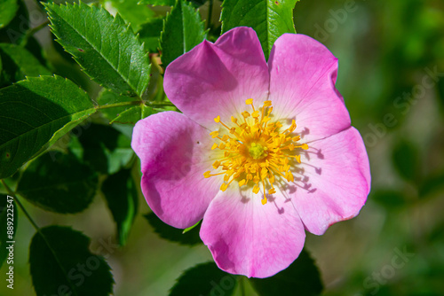 Fototapeta Naklejka Na Ścianę i Meble -  Dog rose, Rosa canina, is an important medicinal plant with pink or white flowers and is used in medicine. It is a wild rose and has red rosehip fruits in the fall