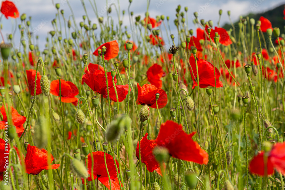 Fototapeta premium Papaver rhoeas or common poppy, red poppy is an annual herbaceous flowering plant in the poppy family, Papaveraceae, with red petals