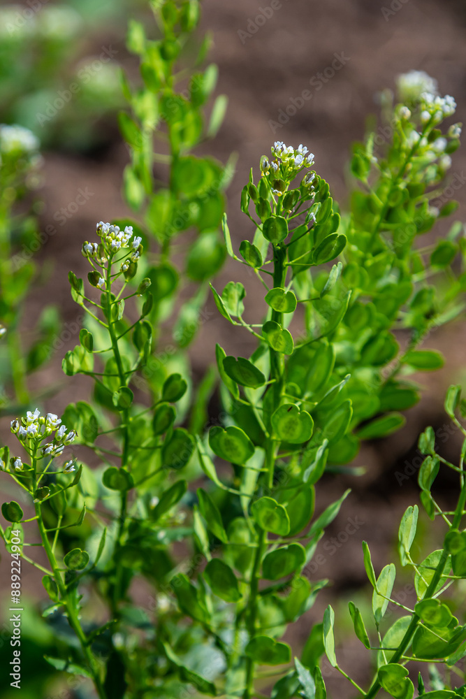 In nature, Thlaspi arvense grows among wild grasses