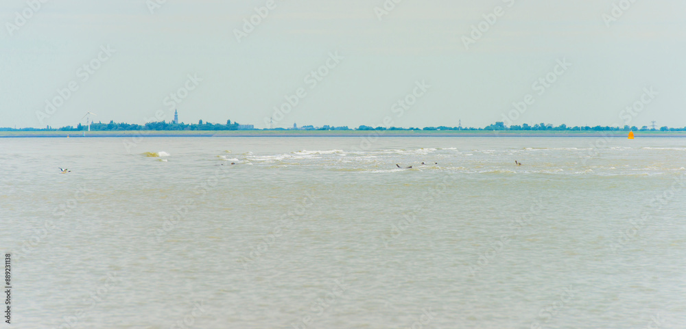 Seals swimming in sea and resting on a sandbank in the Western Scheldt in bright sunlight in summer, Walcheren, Zeeland, the Netherlands, July, 2024