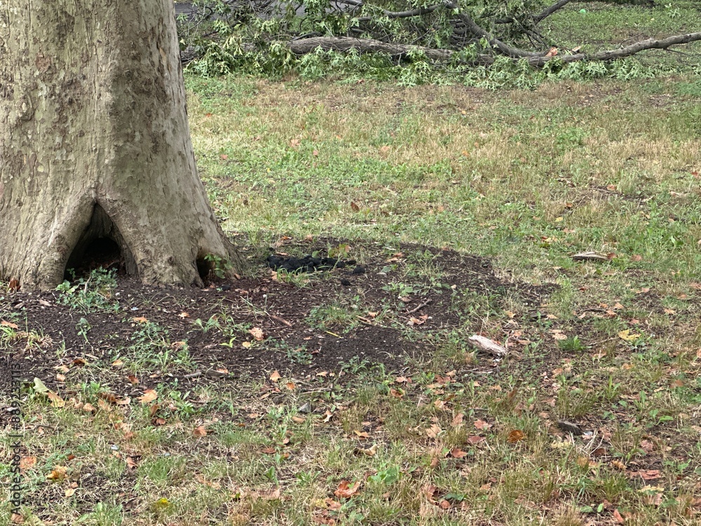 Fototapeta premium autumn leaves on the ground