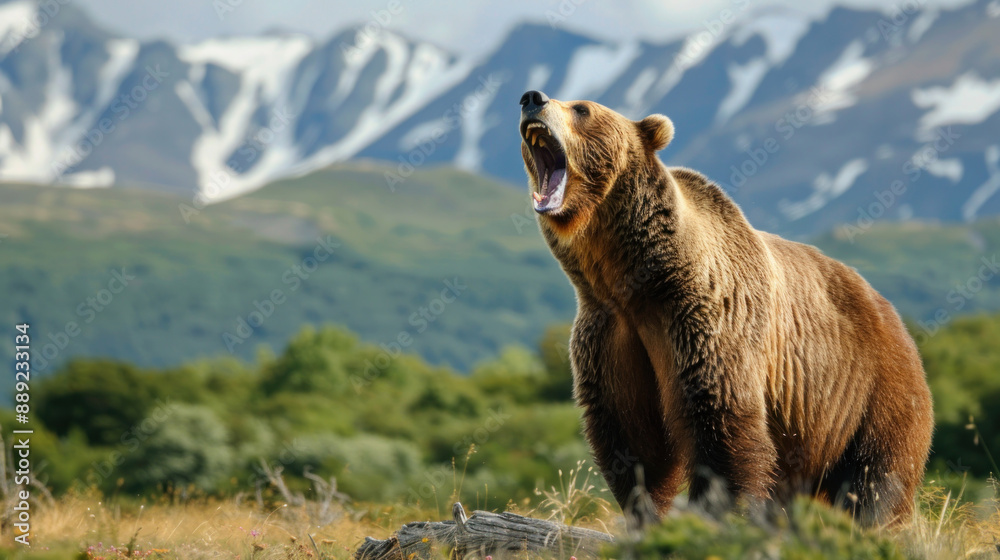 Fototapeta premium Majestic brown bear (Ursus arctos) roaring in the wilderness, with mountains in the background