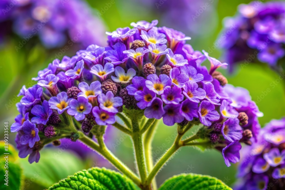 Vibrant purple heliotrope flowers with delicate, ruffled petals and intricate yellow centers showcased in stunning macro detail against a soft, blurred green background. Vibrant purple heliotrope flowers with delicate, ruffled petals and intricate yellow centers showcased in stunning macro detail against a soft, blurred green background.