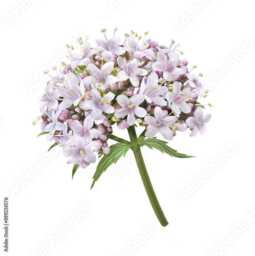 Baldrian Blüten Dolde