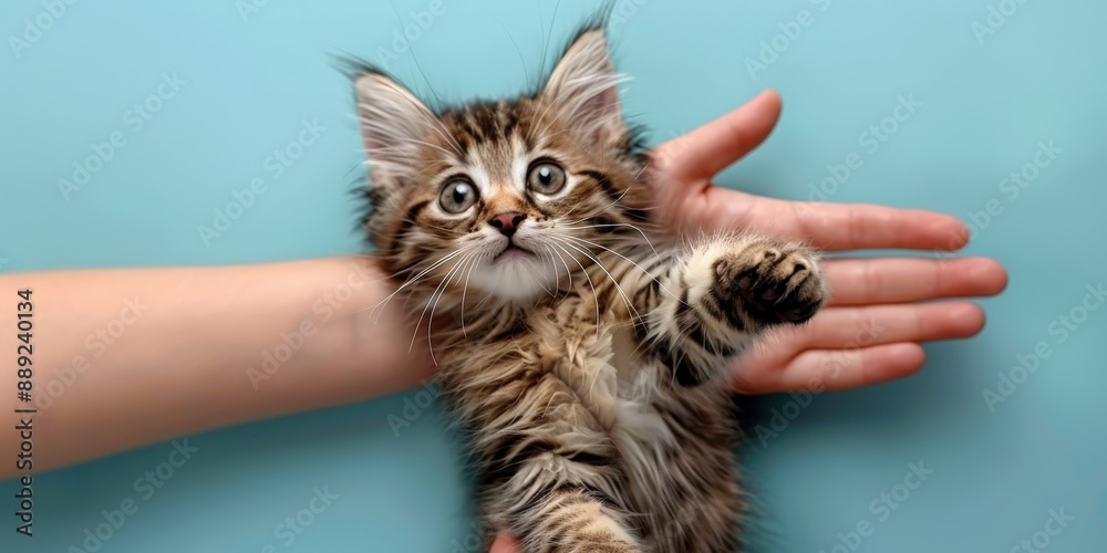 Cute Kitten Held by Human Hand Cute Kitten Held by Human Hand