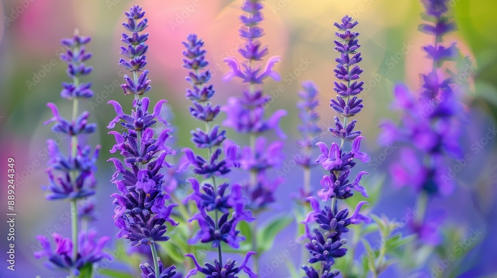 Obraz premium Close up of blooming Salvia rosmarinus