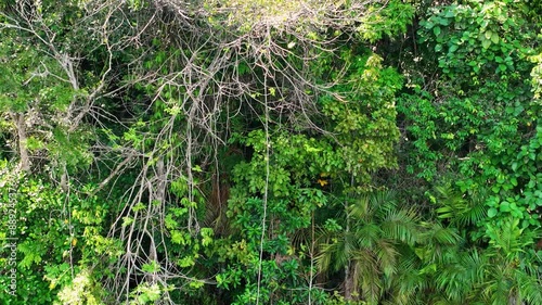 Amazonian Rainforest At Manaus Amazonas Brazil. Amazon Rainforest Showing River Winding Dense Jungle. Forest Environmental Amazon Green. Forestpanorama. Manaus Amazonas. photo