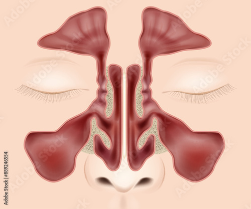 Nasal sinuses anatomy medical vector illustration. Nose anatomy Paranasal Sinuses.