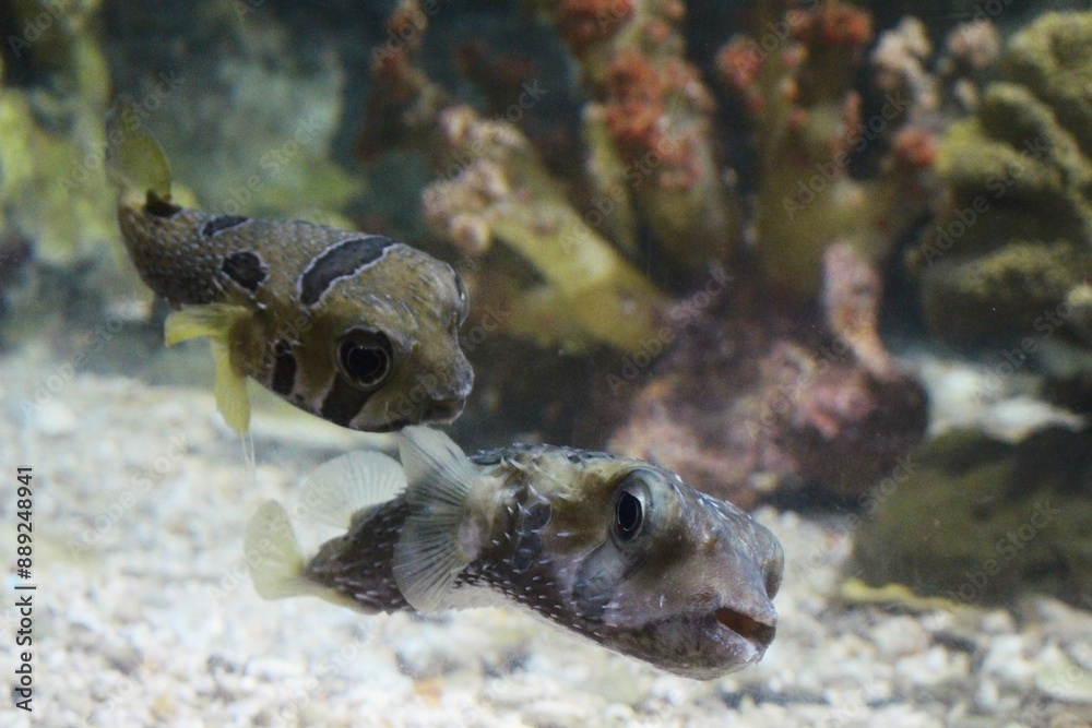 Fototapeta premium pufferfish swimming around