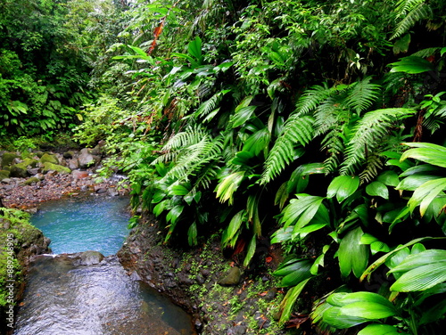 tropical river flowing in the jungle, guadeloupe. Blue natural pool and luxuriant vegetation of french west indies, landscape of caribbean island photo