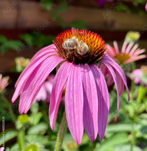 bee on flower photo