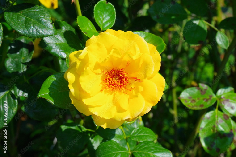Rose gelb Rose gelb