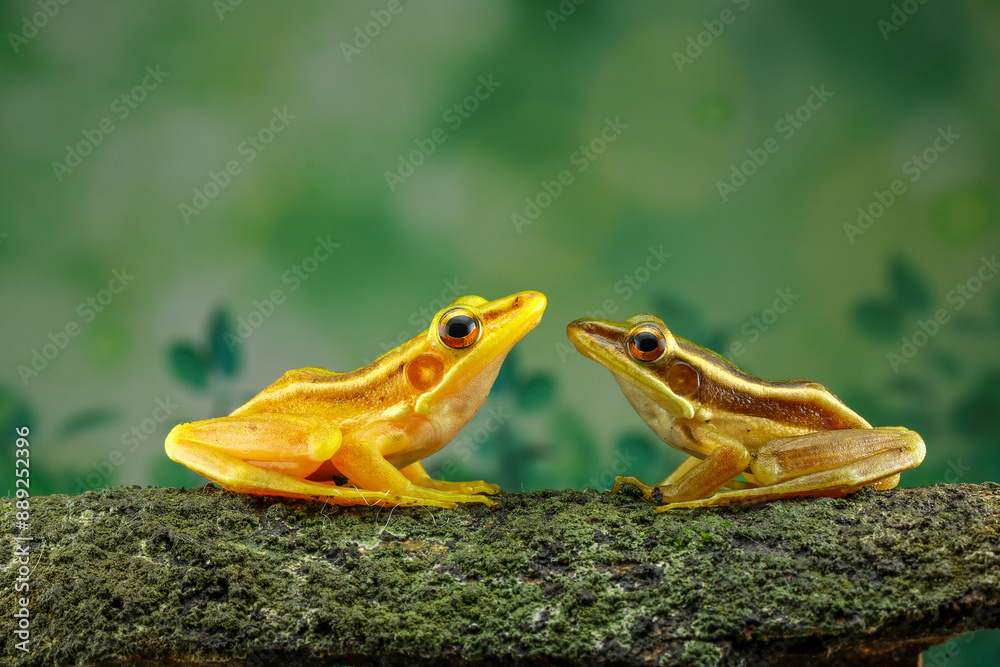 Naklejka premium Guangdong frog ( Hylarana macrodactyla )