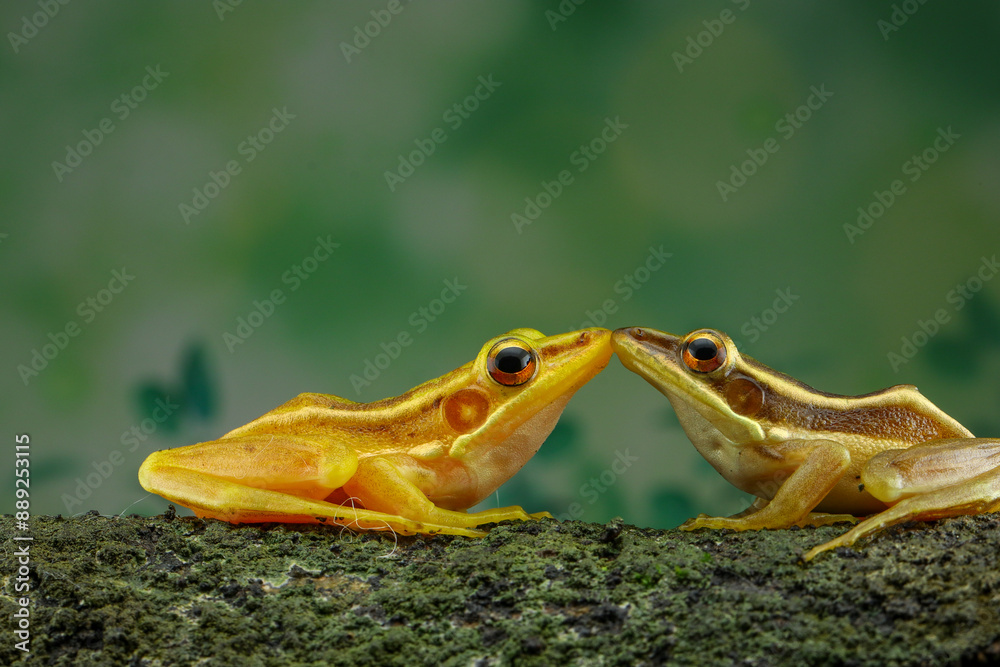 Naklejka premium Guangdong frog ( Hylarana macrodactyla )