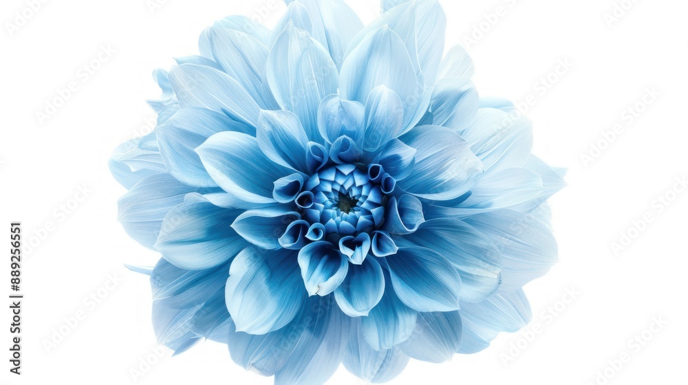 light blue Dahlia flower on isolated white background. Ai generated image light blue Dahlia flower on isolated white background. Ai generated image