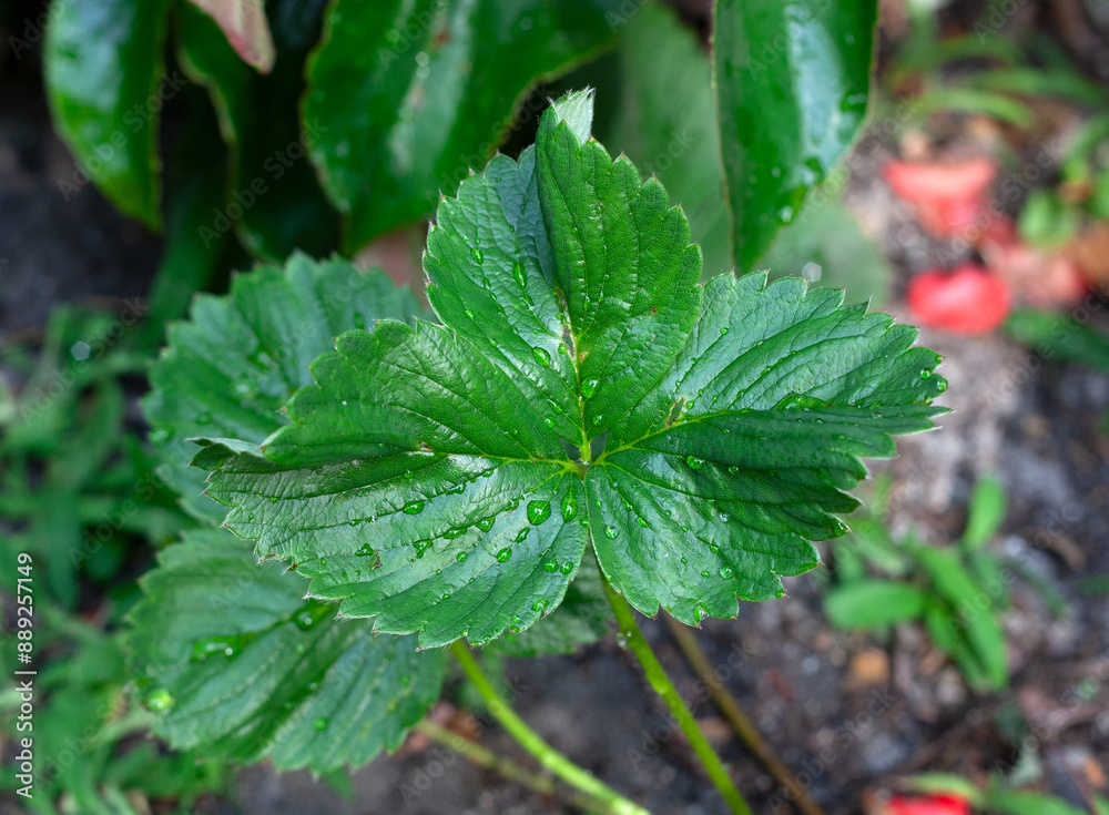Green Strawberry Leaves with rain drops.