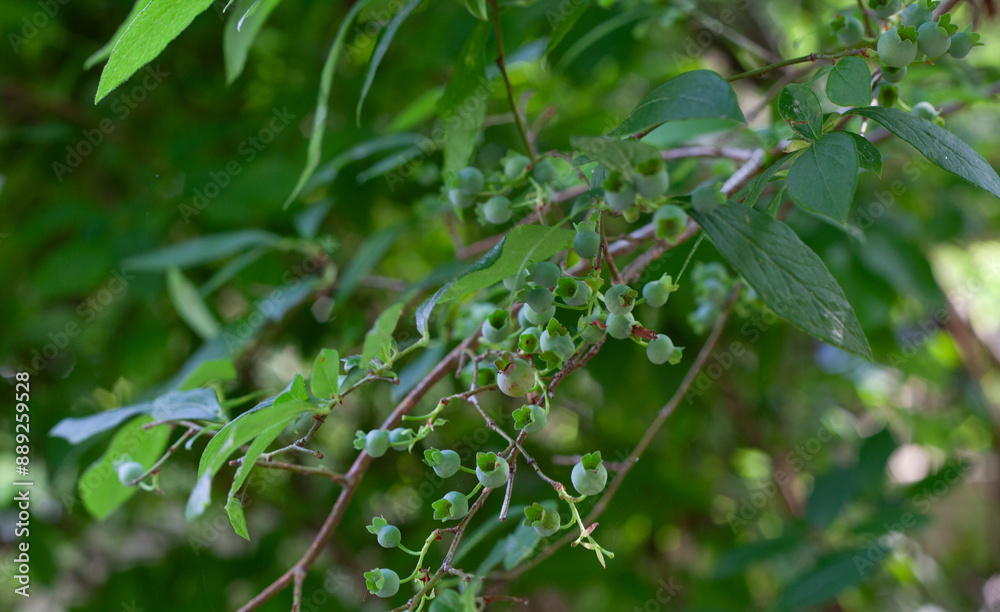 Unripe blueberries growing on branch of blueberry bush in New Jersey at summertime. Unripe blueberries growing on branch of blueberry bush in New Jersey at summertime.