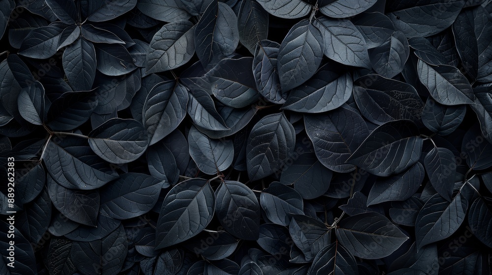 Abstract black leaf texture for tropical leaf background. Orientation. Dark nature concept. tropical leaves