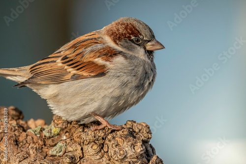 Sparrow in the Summer photo