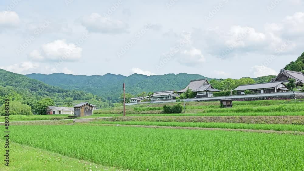 Rice paddies finished being planted, blue sky Rice paddies finished being planted, blue sky