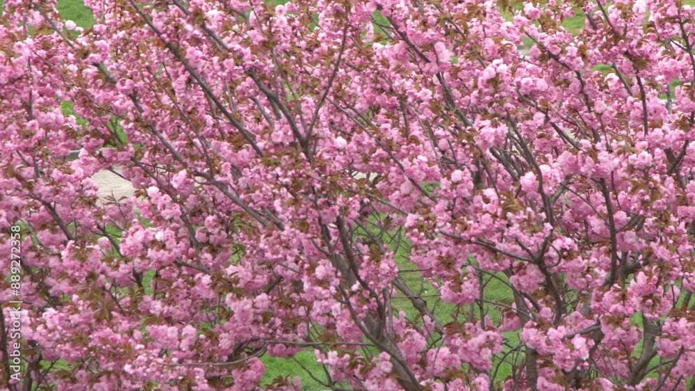 Sakura blooms with pink flowers. Trees in the garden. Buds on branches. Spring nature plant top view. Wind wave bloom Sakura blooms with pink flowers. Trees in the garden. Buds on branches. Spring nature plant top view. Wind wave bloom