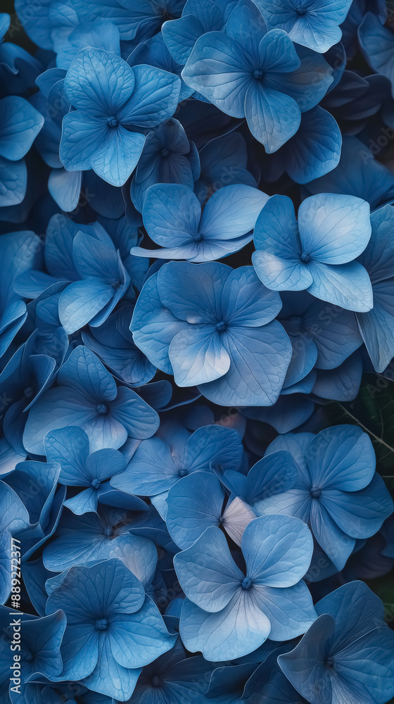 A close-up view of blue hydrangea blossoms A close-up view of blue hydrangea blossoms