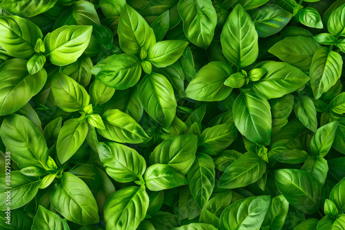 Bright Green Italian Basil Leaves. A close-up of fresh, bright green Italian basil leaves with detailed texture, perfect for culinary and herbal uses. The lush greenery emphasizes freshness and flavor