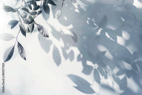 Shadow of natural tree leaves on white wall