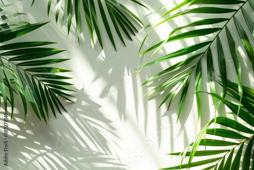 View of green tropical palm tree with shadow on white wall background. Summer holiday concept with a minimal fashion theme.