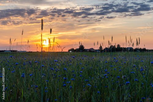 a field of blue rye flowers at sunset