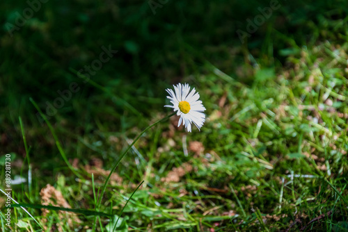 a lonely daisy growing in the grass