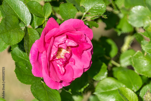 a pink rose as on a greeting card