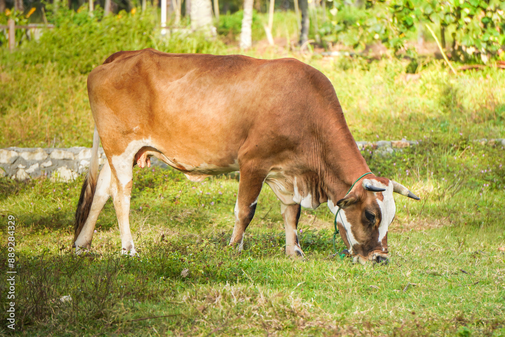 A free range cow is grazing in the wide meadow in the morning. Concept for world animal day A free range cow is grazing in the wide meadow in the morning. Concept for world animal day