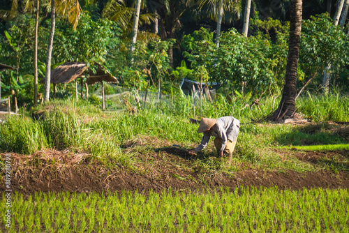 An Indonesian farmer wearing conical hat is trimming grass with a sickle next to rice seedlings field in Batukaras, Pangandaran, West Java Indonesia. Javanese Rural scene, paddy terrace in a village. photo