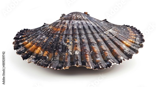 Limpet full body on white background photo