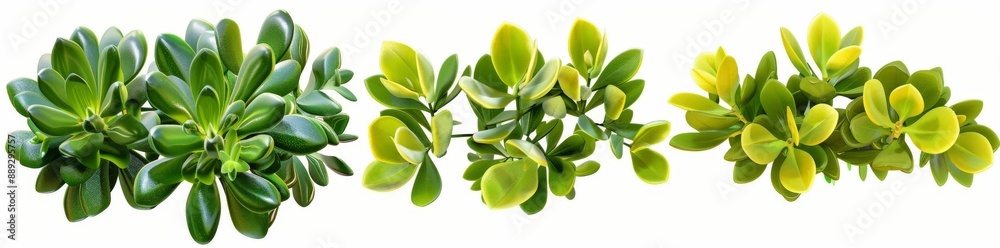 Obraz premium Hyperrealistic Highly Detailed Watercress Isolated On Transparent Background Png File