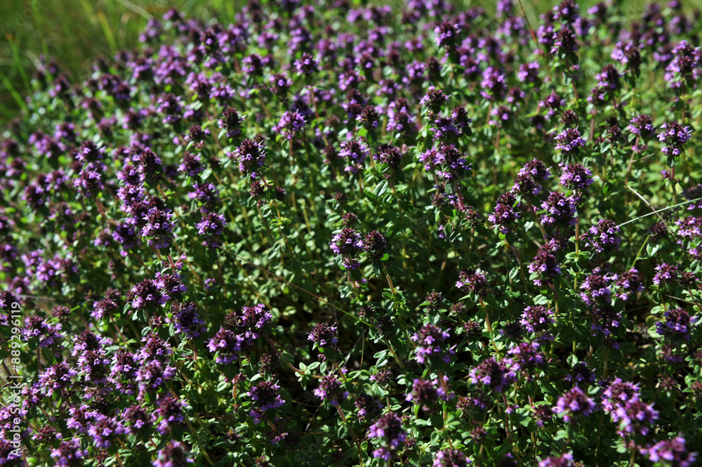 Medicinal and food herb Thymus serpyllum Medicinal and food herb Thymus serpyllum