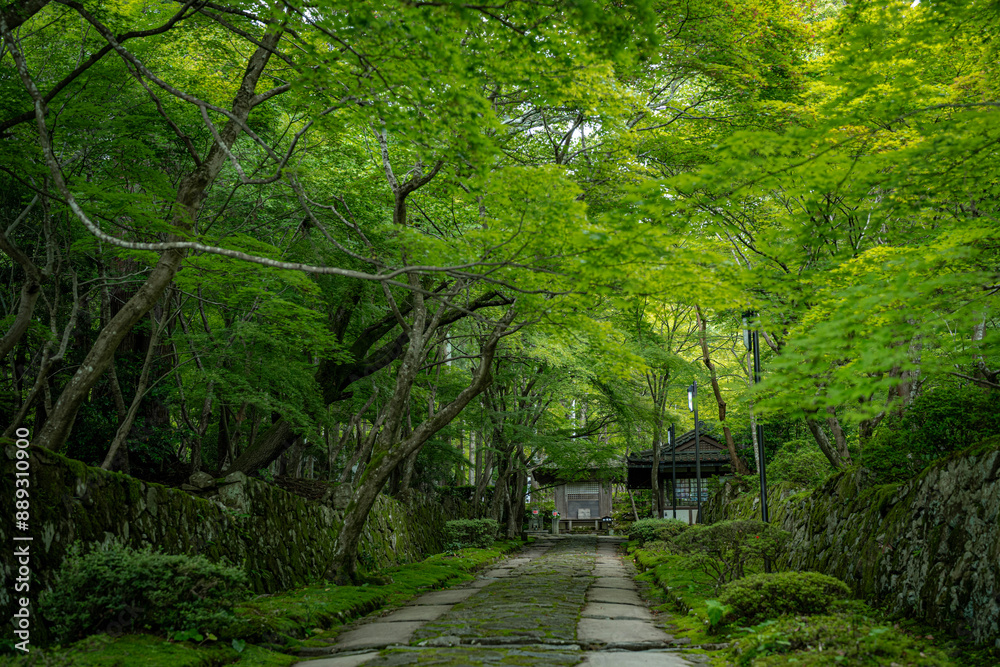 Fototapeta premium 新緑のお寺風景