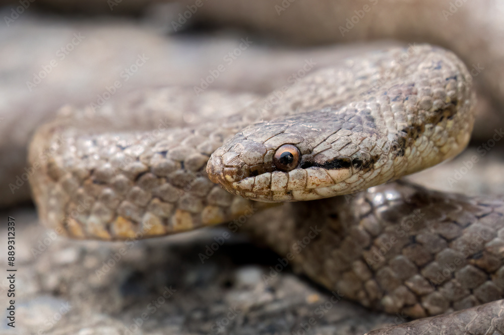 Smooth Snake - Coronella Austriaca - Gladde Slang Smooth Snake - Coronella Austriaca - Gladde Slang