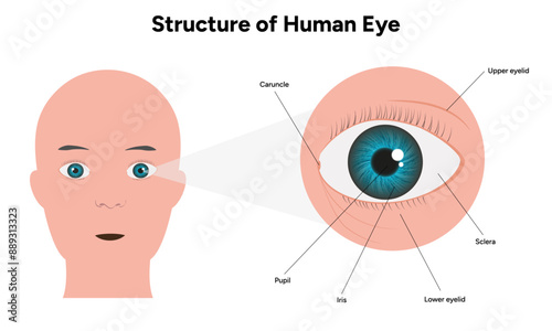 Human eye anatomy medical diagram with eyelid and optic nerve