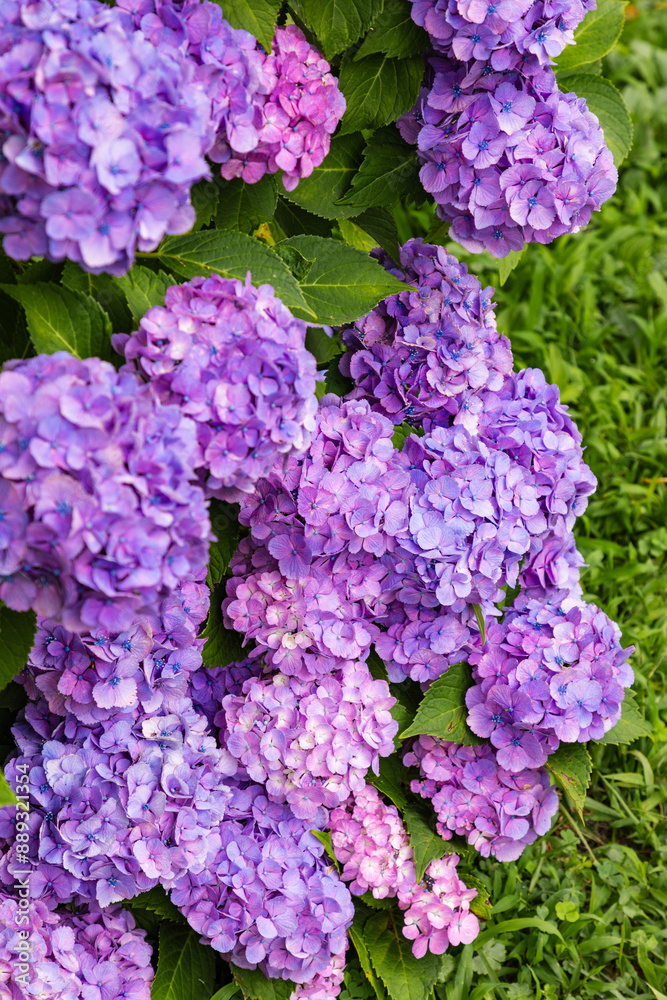 黒羽城址公園の紫陽花(栃木県大田原市) 黒羽城址公園の紫陽花(栃木県大田原市)