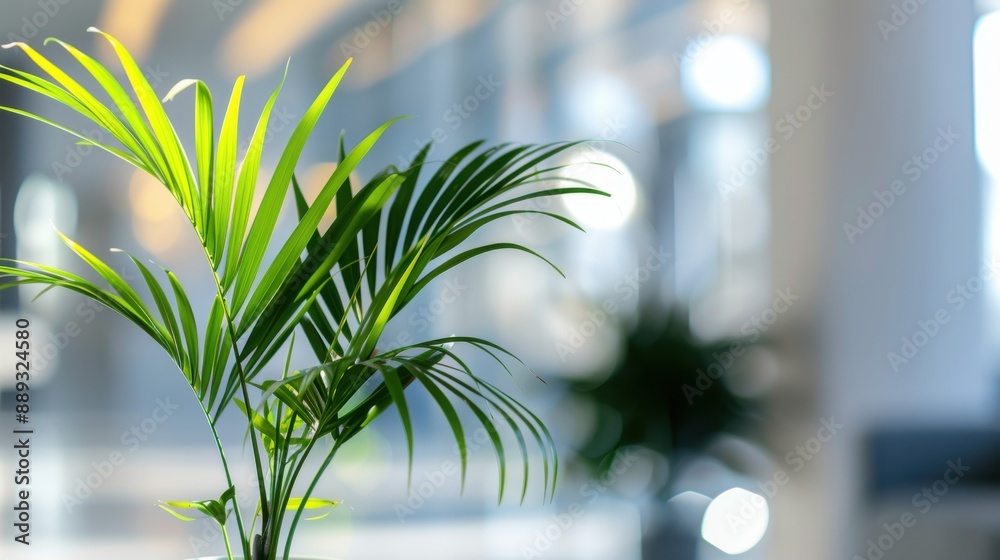 Potted green palm plant in a modern office interior with a blurred background, in a close up. Potted green palm plant in a modern office interior with a blurred background, in a close up.