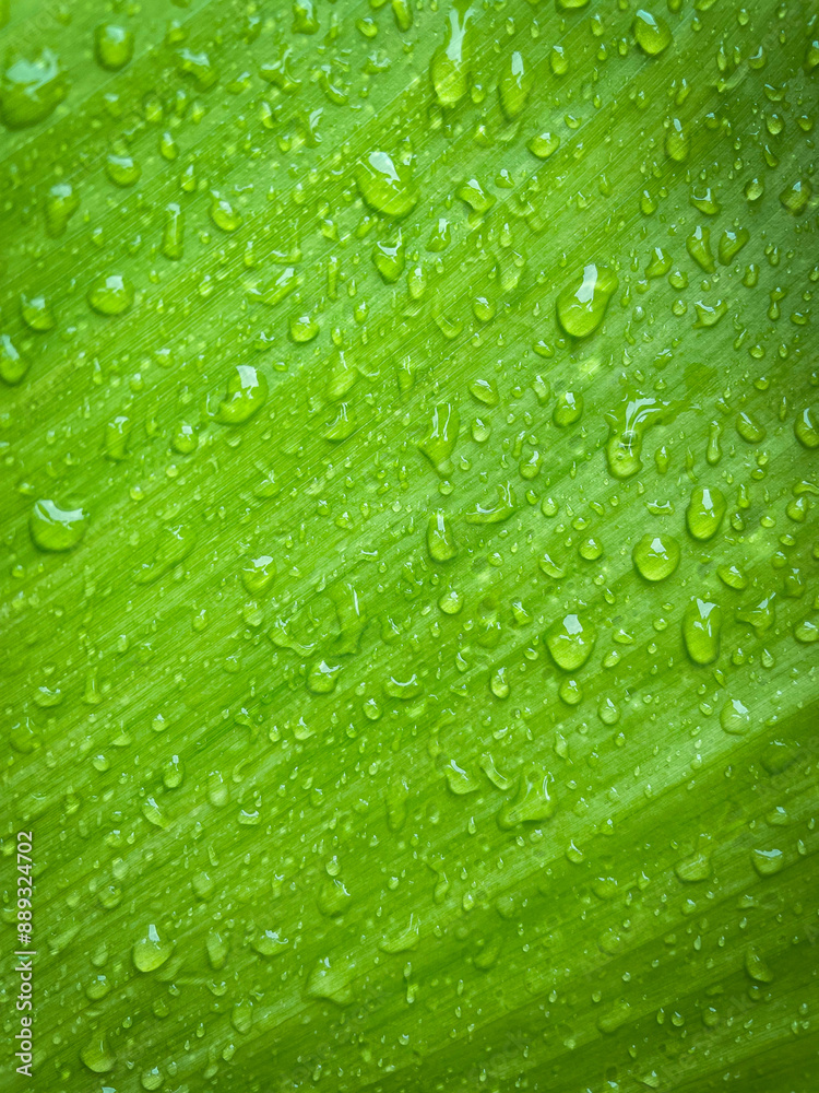 Close-up green leaf with water drops in the rainy day for natural background Close-up green leaf with water drops in the rainy day for natural background