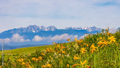 Venus Line in early summer: Day lilies and the Hotaka mountain range photo