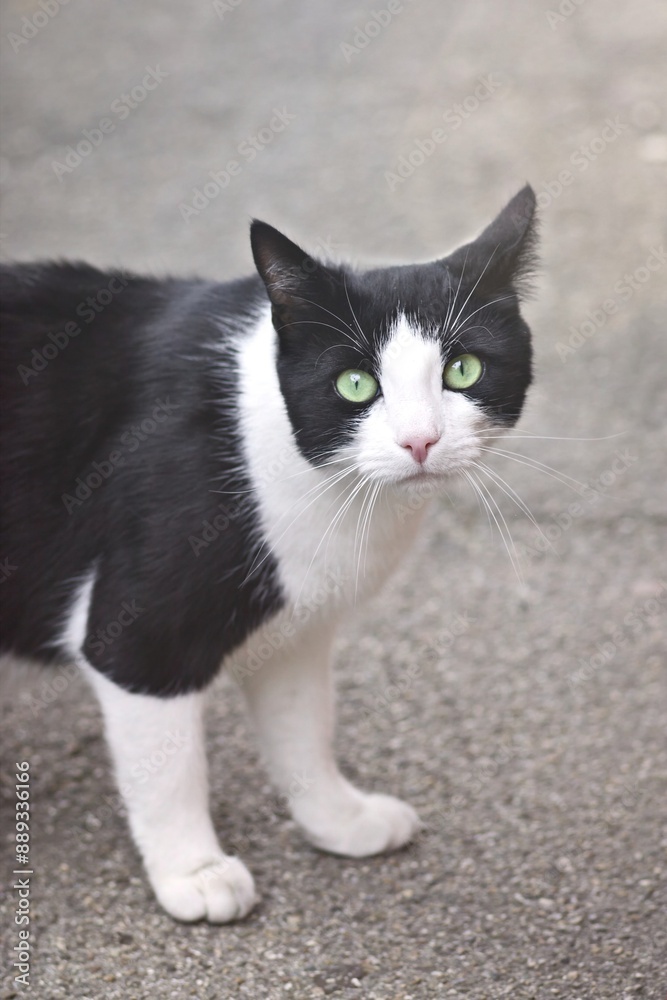 Cute tuxedo stray cat looking curious at Camera. Vertical image. Cute tuxedo stray cat looking curious at Camera. Vertical image.