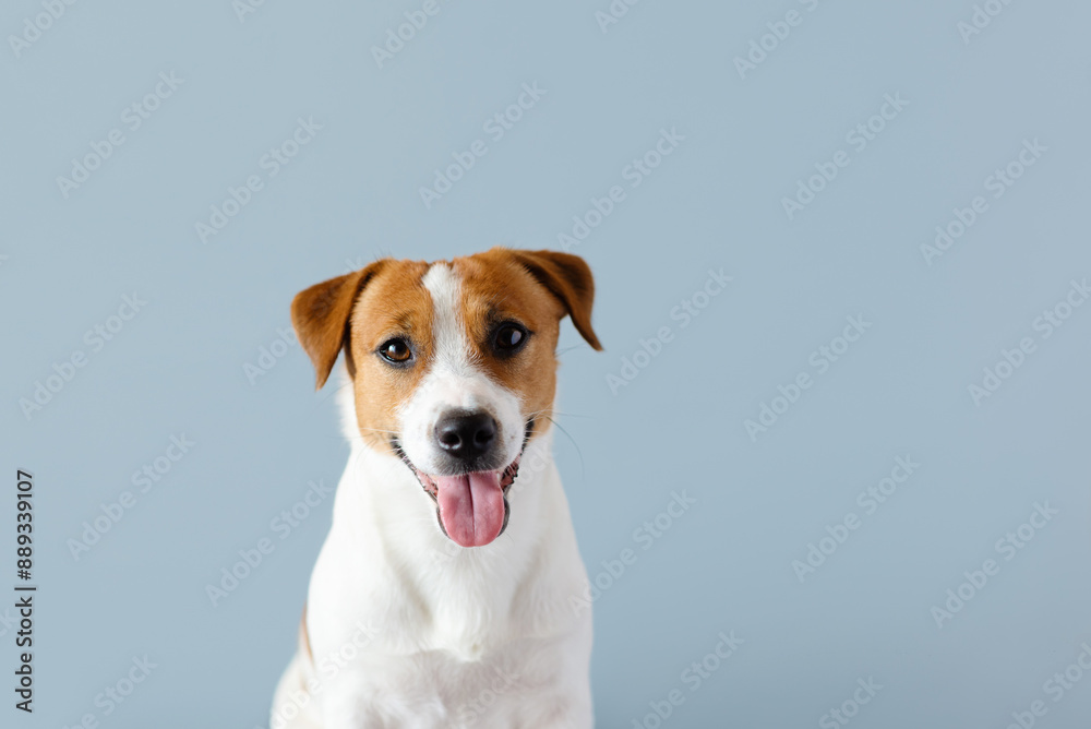 Portrait of cute Jack Russell Terrier dog with his tongue out isolated on blue pastel background. Hot weather and water balance concept Portrait of cute Jack Russell Terrier dog with his tongue out isolated on blue pastel background. Hot weather and water balance concept