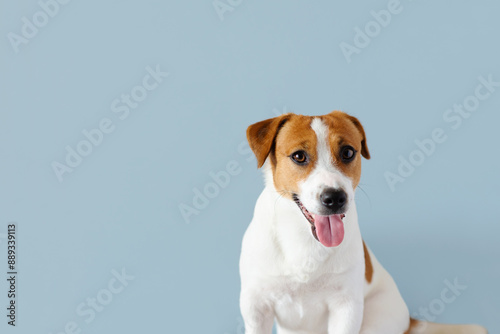 Portrait of cute Jack Russell Terrier dog with his tongue out isolated on blue pastel background. Hot weather and water balance concept